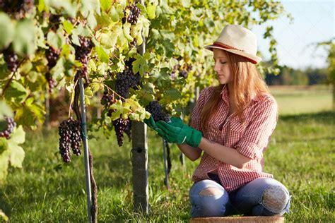 Harvesting Grapes - Stock Photos | Motion Array