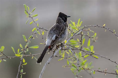 Red Vented Bulbul Rajasthan India - free stock photography