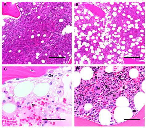 Bone Marrow Cells Histology