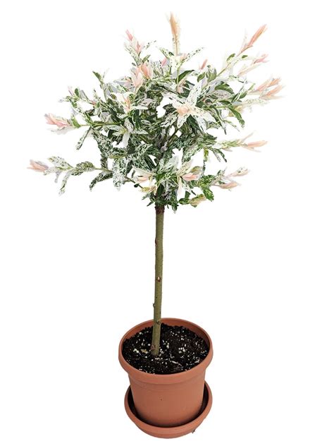 Pink Beauty Hakuro Nishiki Japanese Willow - Outdoors - 6" Pot ...