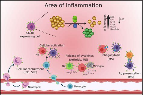 Frontiers | CD38: An Immunomodulatory Molecule in Inflammation and Autoimmunity