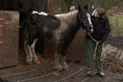 TV ad launches to highlight plight of neglected horses - World Horse ...