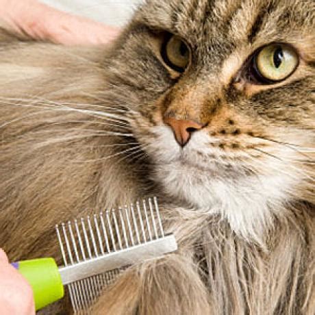 The Five Essential Cat Grooming Tools - Catster