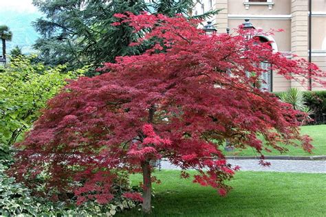 Growing Japanese Dwarf Maple Tree In Your Garden: A Guide