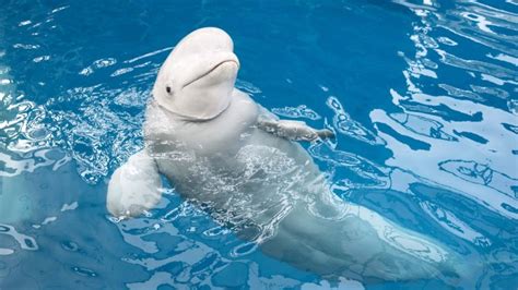 What Do Beluga Whales Eat - Beluga Whale Diet Facts - SciQuest