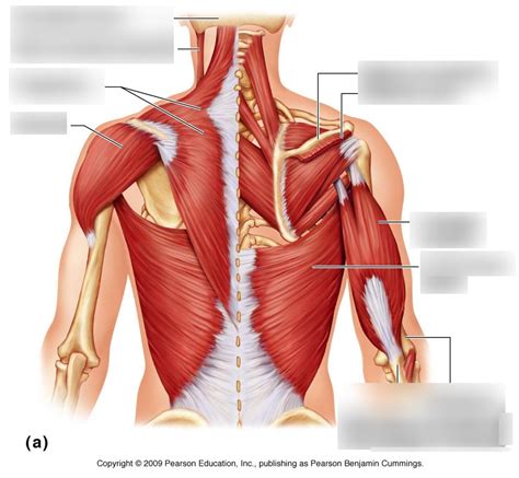 Muscle Diagram Back Diagram Quizlet - Riset