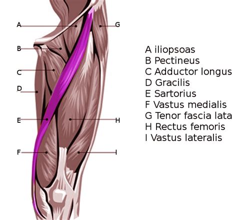 Gracilis Muscle