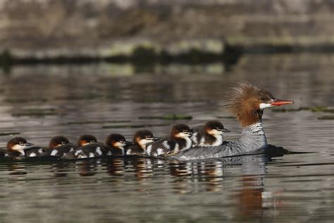 Common Merganser with ducklings Photograph by Mark Wallner - Fine Art America