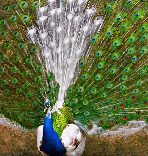 🔥 This is the result of a White Peafowl and a common Indian Blue Peafowl mating 🔥 : r ...