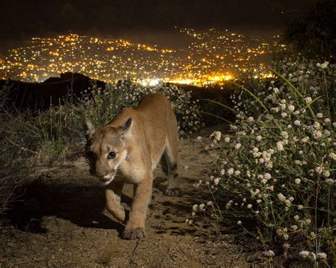 Local extinction of Southern California mountain lions possible within ...