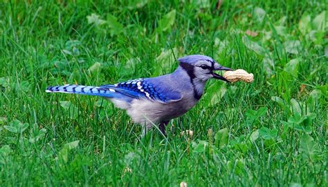 HD wallpaper: blue woodpecker with peanut on grass field, bird, bluejay ...