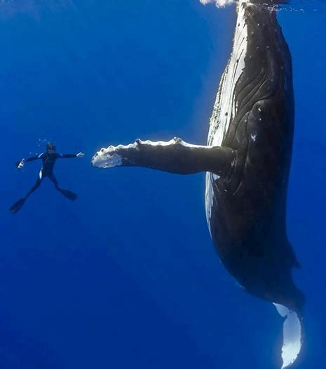 Whale compared to human size! | Whale, Humpback whale, Animals