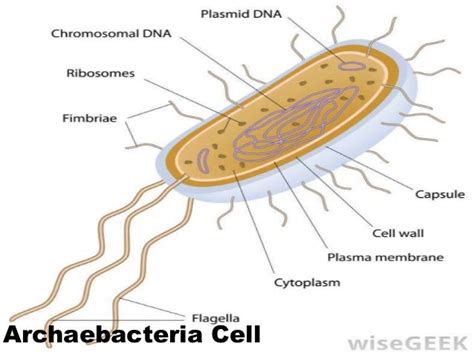 Types of Archaebacteria