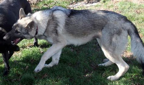 Silver Sable German Sheperd - my favorite color in these dogs ♥ | Sable german shepherd, Silver ...