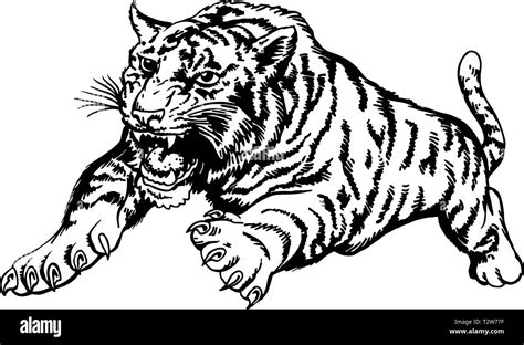 Tiger Attacking Vector Illustration Stock Vector Image & Art - Alamy