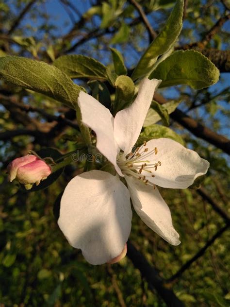 White flower of fruit tree stock image. Image of fragrant - 91919713