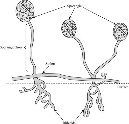 Phylum Chytridiomycota Examples