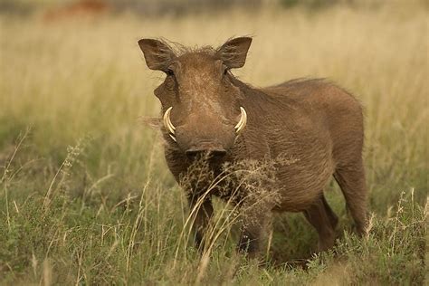 Common Warthog Facts: Animals of Africa - WorldAtlas