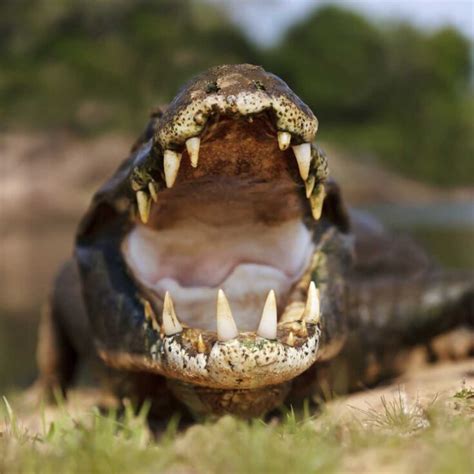 17 Cool Facts About Alligators - Factopolis