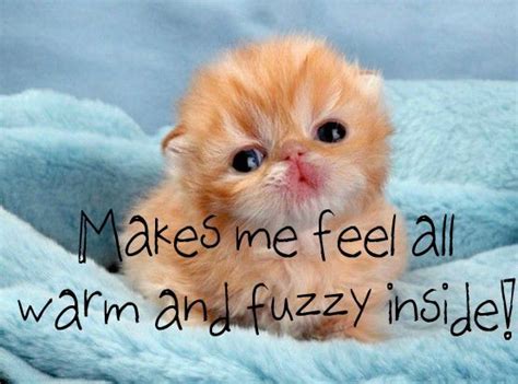 warm and fuzzy inside Baby Animals, Funny Animals, Cute Animals, Kittens Cutest, Cute Cats, Baby ...