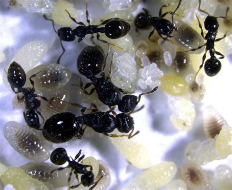 Ant colonies that are highly specialized have lower chances of survival ...