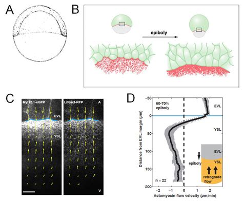 Using imaging to measure forces driving morphogenesis A. Sketch of 50% ...