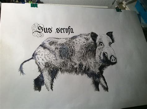 Sus Scrofa on Behance