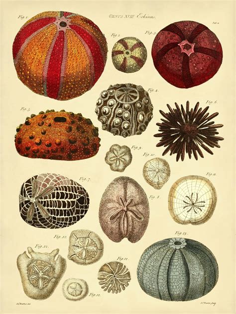 Sea Urchins Art Print, Sea Urchins Poster From Vintage Scientific ...