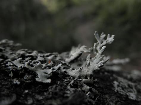 Free stock photo of Foliose, Foliose lichen, lichen