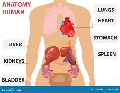 Human Body Organs Diagram