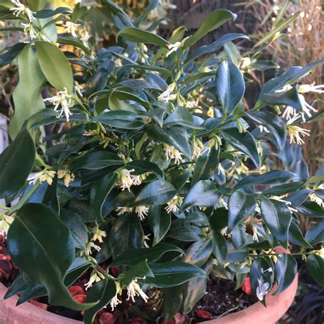 Christmas Box - Sarcococca confusa | Shrubs, Christmas box, Plants