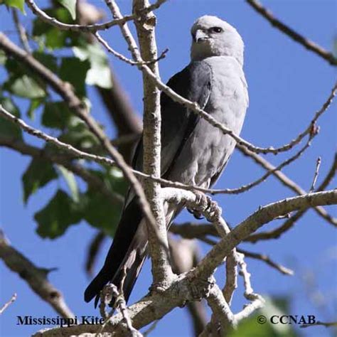 Mississippi Kite (Ictinia mississippiensis) - MIKI