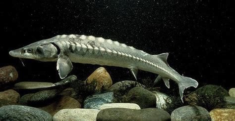 White sturgeon | fish | Britannica