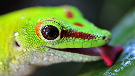 🔥 [43+] Lizard Wallpapers HD | WallpaperSafari