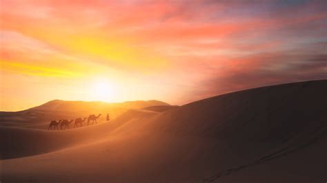 Camel Walking In The Desert Wallpaper,HD Photography Wallpapers,4k Wallpapers,Images,Backgrounds ...