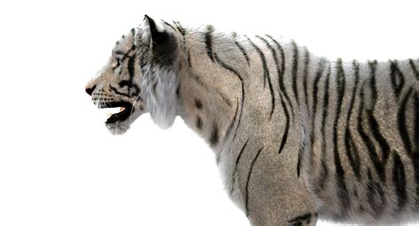 White Sumatran Tiger Fur 3D Model - TurboSquid 1207516