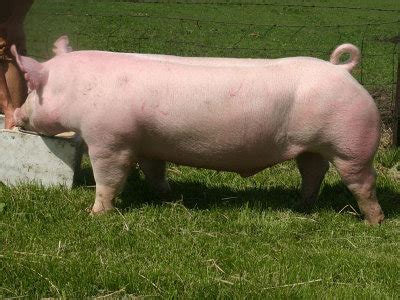 Yorkshire Pig - Knowledge Base LookSeek.com