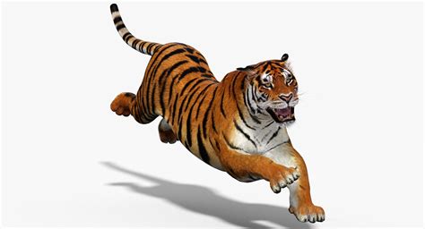 3D tiger animation - TurboSquid 1252636