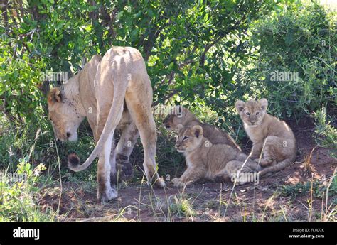 Lion mother with cubs Stock Photo - Alamy