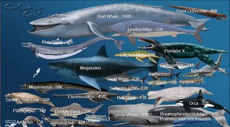 Past and Present Sea Creatures Size Comparison | Sea animals, Fish under the sea, Steller's sea cow