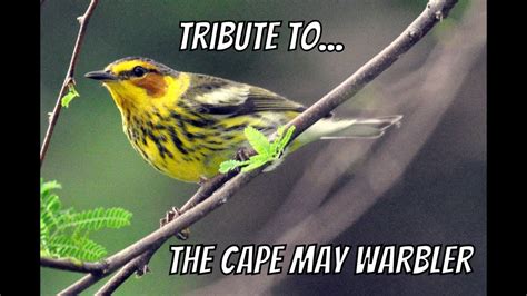 Tribute to the Cape May Warbler - YouTube