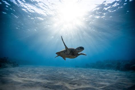 Underwater Photography of Turtle · Free Stock Photo