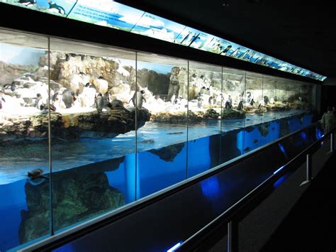 Penguin Encounter - Penguin Exhibit | Public aquarium, Aquarium design, Exhibition