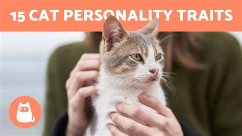 15 Best Cat PERSONALITY Traits 😻 Do You Know them ALL? - YouTube