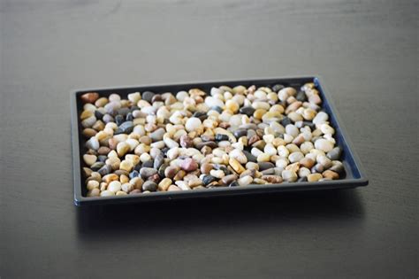 What Is A Pebble Tray And How Does It Help With Humidity For Your Plants?