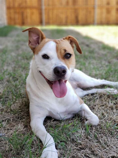 Chihuahua Terrier Mix Black And White - Just go Inalong