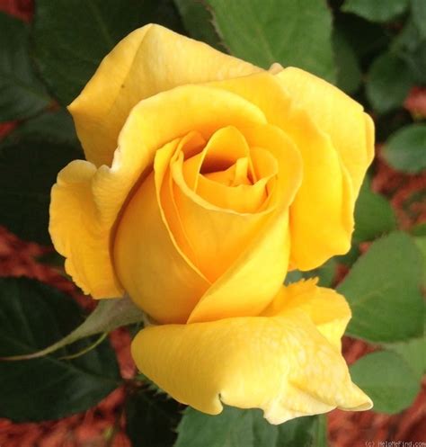 'Berolina ' Rose Photo | Tea roses, Yellow rose flower, Hybrid tea roses care