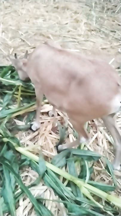 Lily (a female Urial)#best #viral #shorts #wildlife #nature #conservation #no1 - YouTube