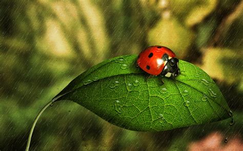 Cute Ladybug Wallpapers - WallpaperSafari