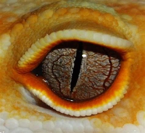 leopard-gecko-eye-color.jpg 961×882 pixels | Leopard Gekos | Pinterest ...